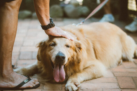 Canile Rifugio: ulteriori notizie da via del Gomito, il progetto di accoglienza per persone senza dimora e il loro cane