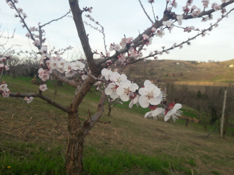 Festa di Primavera